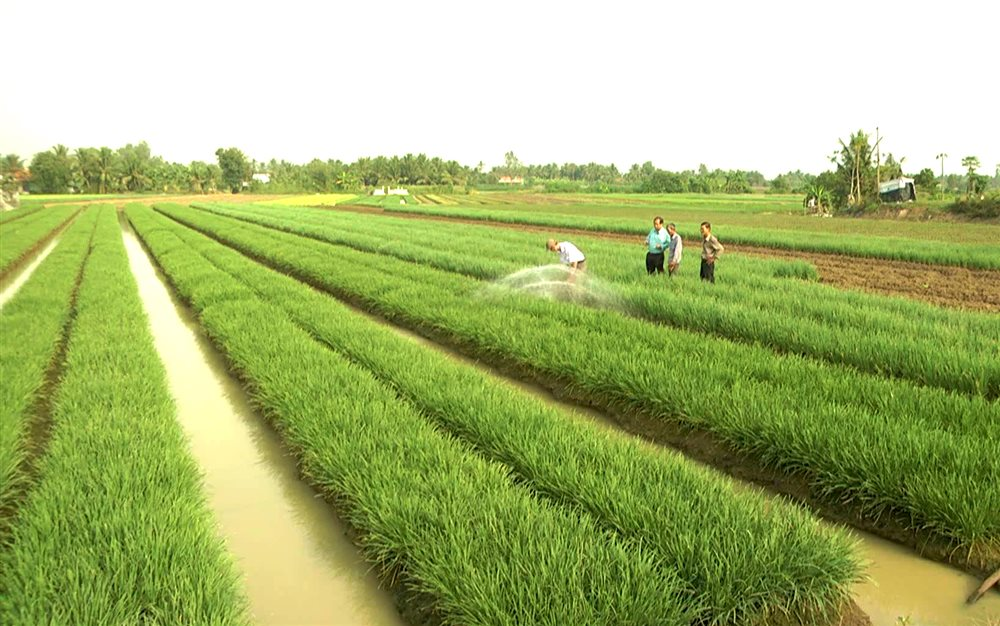 Hồ sơ, thủ tục thế chấp đất trồng lúa thế nào?