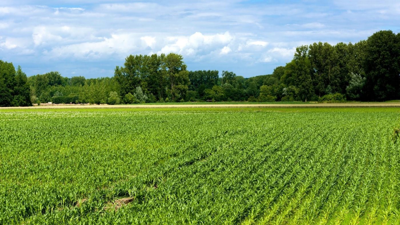 Sử dụng đất nông nghiệp vượt hạn mức bị xử lý thế nào?