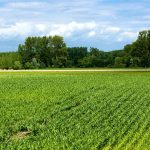 Hạn mức sử dụng đất nông nghiệp hiện nay là bao nhiêu?