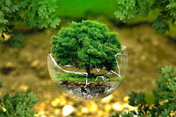 Ủy quyền trong giao dịch đất trong khu bảo vệ môi trường
