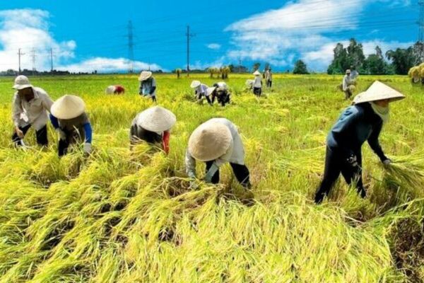 Điều kiện công chứng tặng cho đất nông nghiệp, đất trồng lúa cho người không làm nông